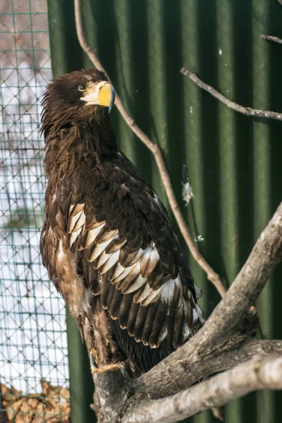 Seeadler, der schöne, große Greifvogel. heller, kräftiger Vogel. — Stockfoto