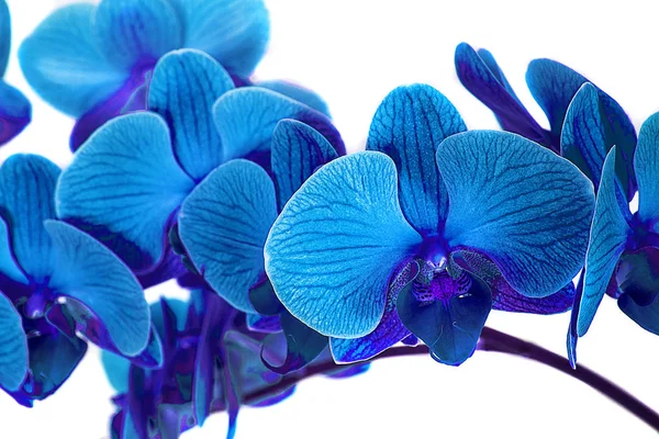 Bela orquídea azul sem fundo, flores azuis brilhantes da orquídea em um fundo branco . — Fotografia de Stock