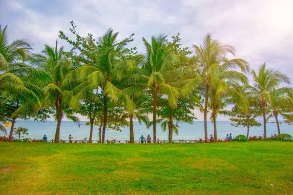 Mnoho krásných vysoké palmy rostou v blízkosti Aleja dlaně, tropický ostrov a krásné stromy rostou do nebe. Asie — Stock fotografie