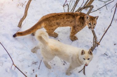 güzel ve büyük puma. büyük kuş kafesi içinde a köpek ile oynarken, yırtıcı kedi küfür ile çalış. 