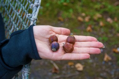 birçok parlak meşe palamutları, yandan, meşe palamutları ellerinizi yalan.