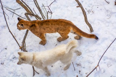güzel ve büyük puma. büyük kuş kafesi içinde a köpek ile oynarken, yırtıcı kedi küfür ile çalış. 