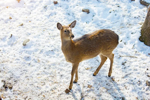 Beau cerf sur terre enneigée, jeune cerf nous regarde . — Photo