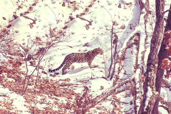 seaside Leopard, aggressive animal walks on snowy ground, big beautiful striped Leopard.