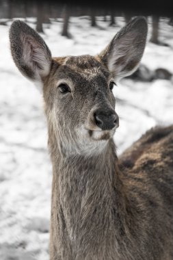 güzel geyik kar karada genç yüksek geyik bize bakıyor.