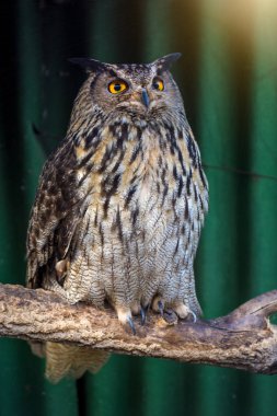 bir dal üzerinde oturan büyük güzel baykuş. fillerinışıldayan gözler.