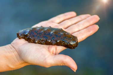 Yandan, yalnızca deniz incelik üzerinde çizilmiş palmiye dışarı deniz deniz yat, 