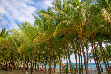 aleya palms, tropikal Adası yakınlarında, birçok güzel yüksek palmiye ağaçları büyümek ve güzel ağaçlar gökyüzüne büyür. Asya 