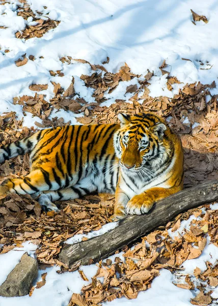 Big tiger in the snow, the beautiful, wild, striped cat, in open Woods, looking directly at us . — стоковое фото