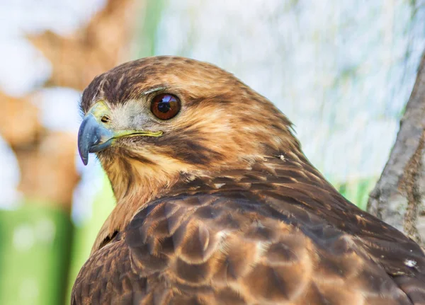 Peregrine Falcon bir dal üzerinde oturan ve doğrudan bize bakıyor. — Stok fotoğraf