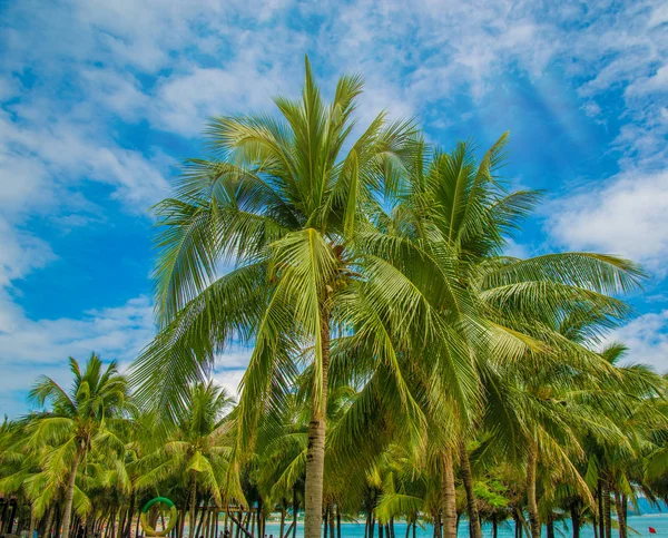 Muitas palmeiras altas bonitas crescem perto, as palmeiras de aleya, a ilha tropical e as árvores bonitas crescem ao céu. Ásia — Fotografia de Stock