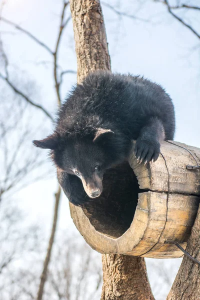 2 つのホッキョクグマカブスは雪、背の高い木々、タンブリング ゲイのカブスでプレー. — ストック写真