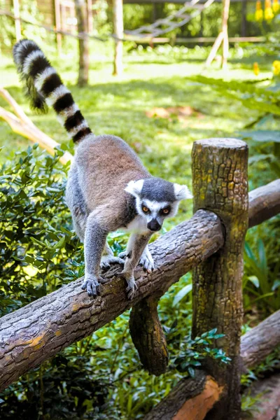 Pequeños lémures divertidos juegan en las ramas . — Foto de Stock