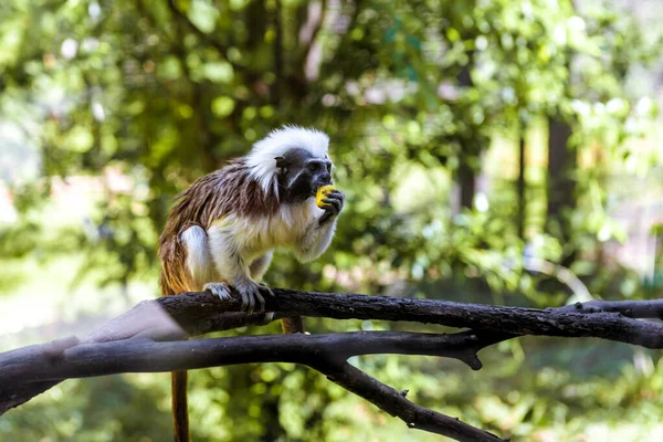 Kis vicces majmok esznek gallyakon. — Stock Fotó