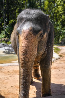 Büyük, güzel, güçlü fil, güneşin altında.