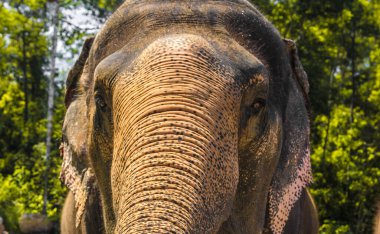 Büyük, güzel, güçlü fil, güneşin altında.