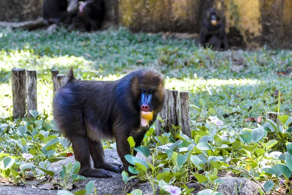 少し面白い猿は小枝で食べる. — ストック写真