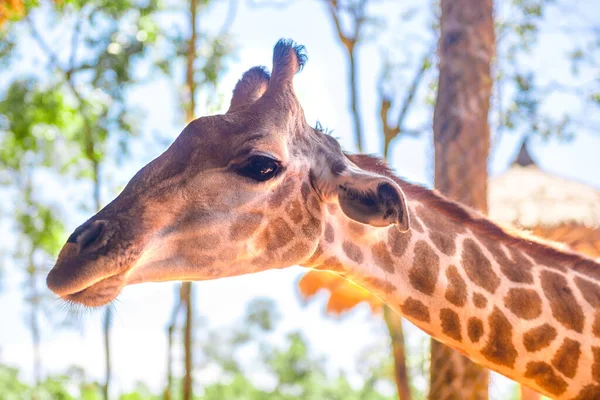 long-necked giraffe, beautiful spotted, amazing beast.