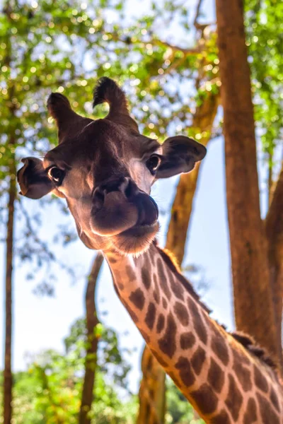 long-necked giraffe, beautiful spotted, amazing beast.