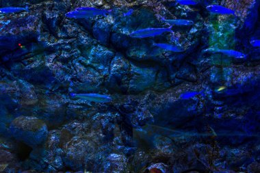 Büyük, güzel bir deniz aygırı mavi bir havuzda yüzer..