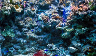 Büyük, güzel bir deniz aygırı mavi bir havuzda yüzer..