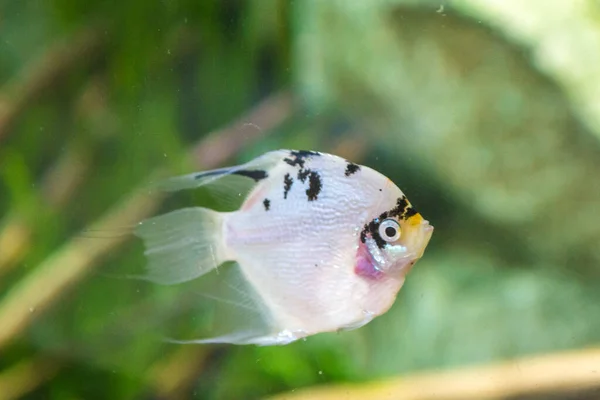 Un grand beau morse nage dans une piscine bleue avec une balle . — Photo