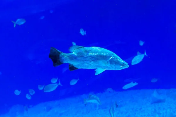 Büyük, güzel bir deniz aygırı mavi bir havuzda yüzer.. — Stok fotoğraf