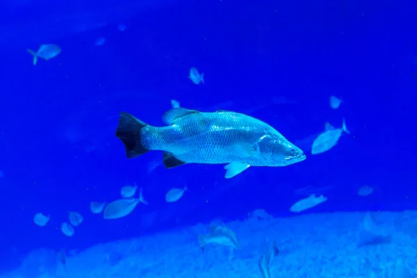 Een grote prachtige walrus zwemt in een blauw zwembad met een bal. — Stockfoto