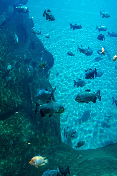 Uma grande morsa bonita nada em uma piscina azul com uma bola . — Fotografia de Stock