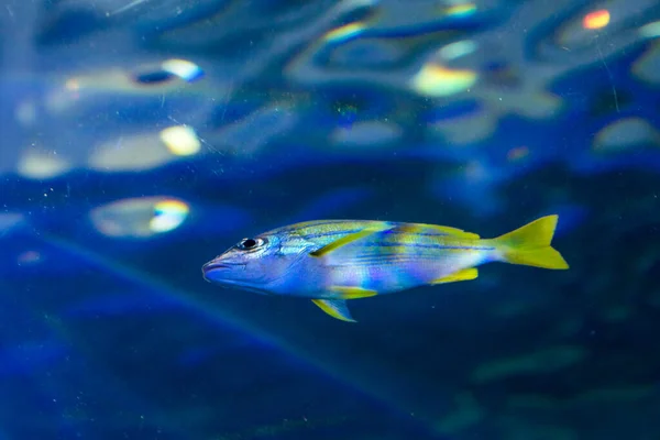 Ein großes schönes Walross schwimmt in einem blauen Pool mit einem Ball. — Stockfoto