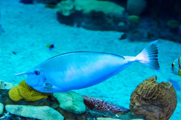 Ein großes schönes Walross schwimmt in einem blauen Pool mit einem Ball. — Stockfoto