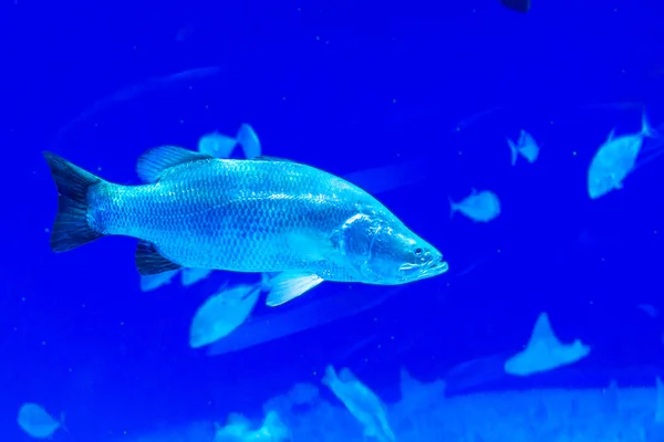 Ein großes schönes Walross schwimmt in einem blauen Pool mit einem Ball. — Stockfoto