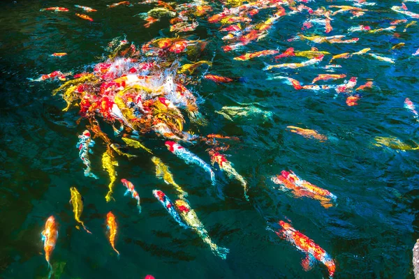 Multi-gekleurde koi vissen zwemmen in een blauwe vijver. — Stockfoto