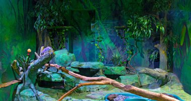 Bukalemun akvaryumdaki bir dalda oturuyor.. 