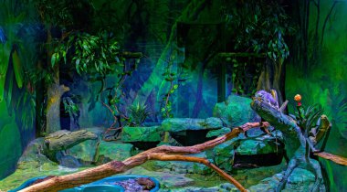 Bukalemun akvaryumdaki bir dalda oturuyor.. 