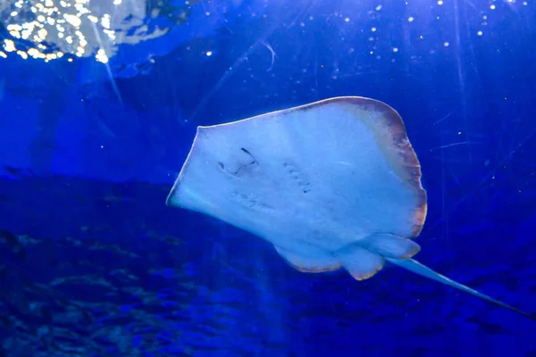 Stingray fish swims in a large, blue aquarium. in the aquarium I swim beautiful slopes. — Stock Photo, Image