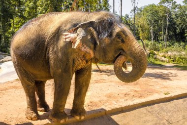 Büyük, güzel, güçlü fil, güneşin altında.