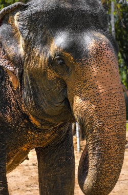 Büyük, güzel, güçlü fil, güneşin altında.