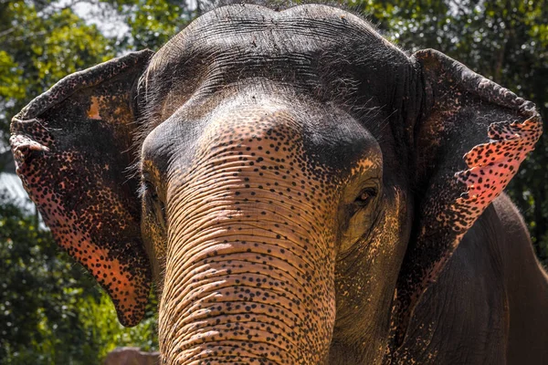 Большой, красивый, сильный слон, под ярким солнцем — стоковое фото