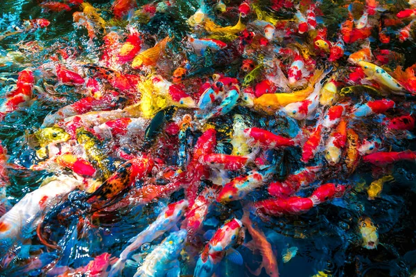 Разноцветная рыба-кои плавает в голубом пруду . Стоковая Картинка