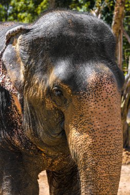 Büyük, güzel, güçlü fil, güneşin altında.