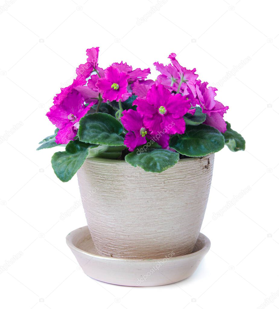 bright blooming violet on a white background, isolate
