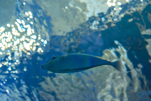 Ein großes schönes Walross schwimmt in einem blauen Pool mit einem Ball. — Stockfoto