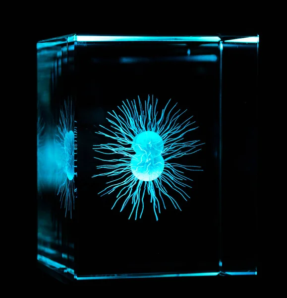 Proste organizmy wyrzeźbione w krysztale 3D. grawerowanie szkła przedstawiające proste organizmy. — Zdjęcie stockowe