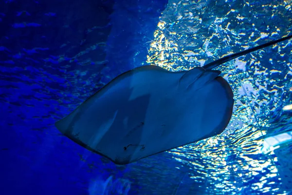 Rochenfische schwimmen in einem großen, blauen Aquarium. im Aquarium schwimme ich schöne Hänge. — Stockfoto