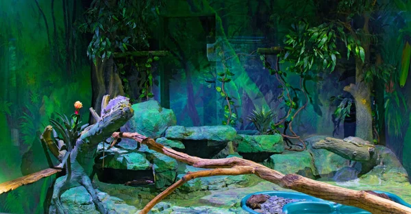 Caméléon est assis sur une branche dans un aquarium . — Photo