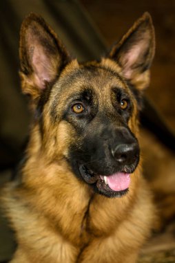 Büyük bir safkan çoban dikkatle bakar, gözleri hedefin arkasında.. 