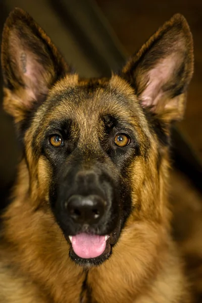 Ein großer reinrassiger Schäferhund blickt vorsichtig mit den Augen hinter das Ziel. — Stockfoto