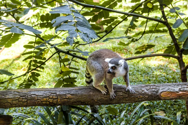 Pequeños lémures divertidos juegan en las ramas . — Foto de Stock