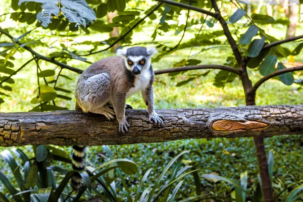 Küçük komik lemurlar dallarda oynarlar. — Stok fotoğraf